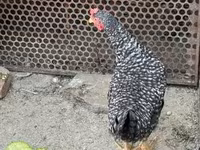 Chickens — Foto 2