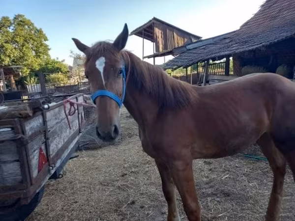 Yegua, Caballos