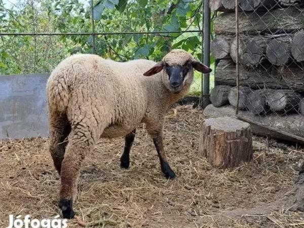 Ovca, White Suffolk sheep