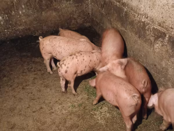 Verrat, Porcs