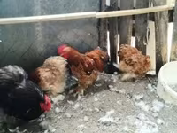 Chickens — zdjęcie 3