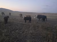 雄牛, Latvian Blue cattle — 写真 4