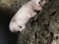 Säue, Schweine — Foto 2