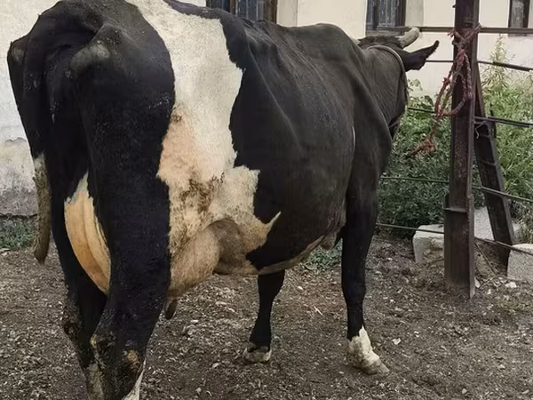 İnək, Russian Black pied cattle