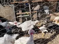 Turkeys — foto 3