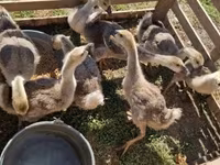 Geese — Foto 1