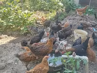 Chickens — photo 2