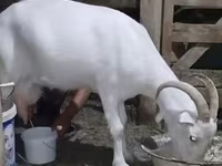 बकरी, Saanen goat — फ़ोटो 1