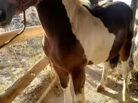 公马, Horses — 照片 4