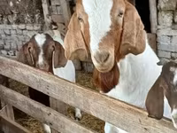 雄ヤギ, Boer goat — 写真 5