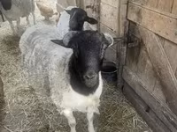 نعجة, Dorper sheep — الصورة 1