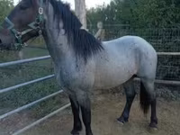 公马, Horses — 照片 1