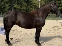 Kobila, Percheron — fotografija 2