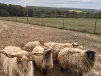 Carneiro, Racka sheep — foto 4