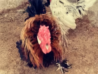 Chickens — fotografija 5