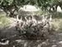 Geese — 写真 6