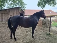 Kobyła, Hungarian horse breed — zdjęcie 1