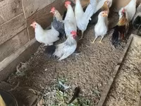 Chickens — fotografija 4