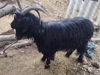 Koza, Dagestan coarsewool goat — fotografija 1