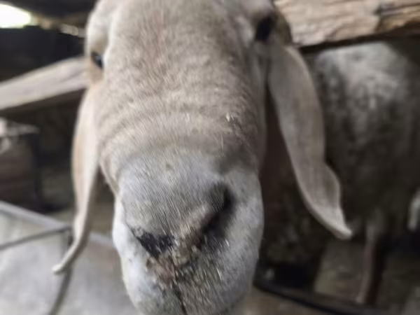 Баран, Rhon sheep
