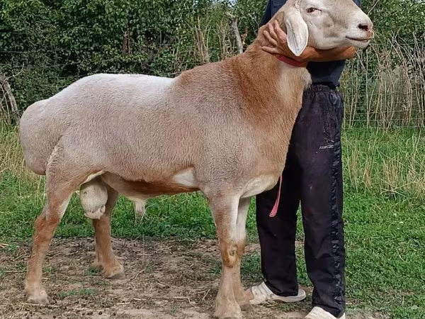 मेढ़ा, भेड़