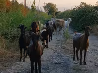 Ziege, Damask goat — Foto 2