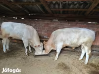 Byk, Charolais cattle — zdjęcie 1