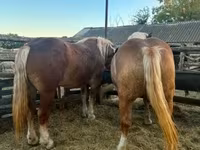 Yegua, Hungarian horse breed — foto 7
