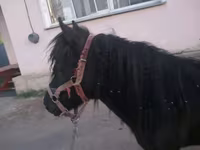 Kobila, Shetland Pony — fotografija 4