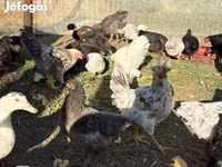جيرسي جاينت — الصورة 1