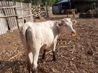 Vaca, Charolais cattle — foto 5