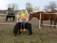 Koń, Shetland Pony — zdjęcie 1
