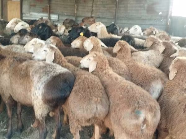 كبش, الأغنام