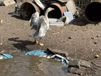 Geese — foto 3