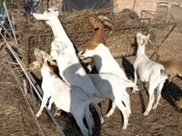عنزة, Boer goat — الصورة 3