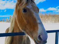 Pastuv, Racking Horse — fotografija 4