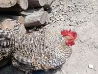 Chickens — 写真 6
