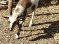 Қошқар, Cameroon sheep — 2-сурет