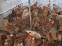 Chickens — foto 1