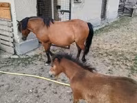 母马, Horses — 照片 5