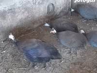 Guinea fowl — fotografija 2