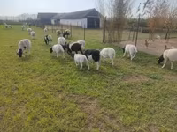 Baran, Dorper sheep — zdjęcie 5