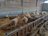 نعجة, Rouge de l’Ouest sheep — الصورة 1
