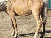 Égua, Cavalos — foto 2