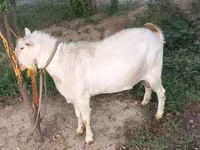 عنزة, الماعز — الصورة 2