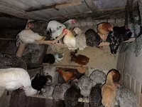 Chickens — zdjęcie 2