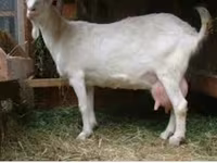 Jarac, Saanen goat — fotografija 4