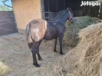 母马, Horses — 照片 2
