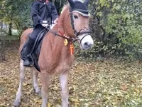 雄馬, Haflinger — 写真 2
