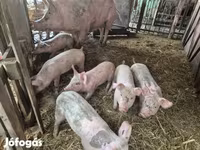 Pigs (batch, sex not specified), Pigs — photo 1
